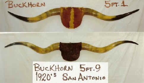 Buckhorn.jpg (316851 bytes)