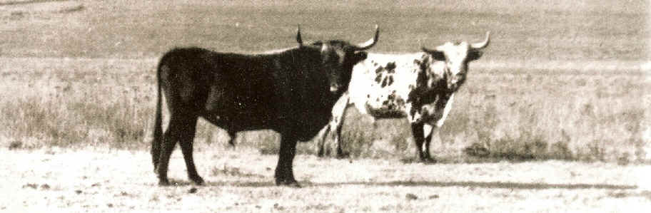 Bulls.jpg (543493 bytes)